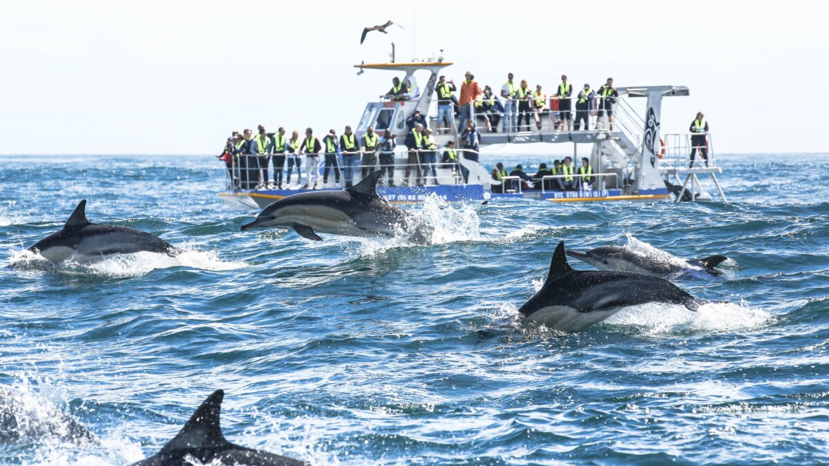 Dolphins riding the bow wave of a marine safari boat