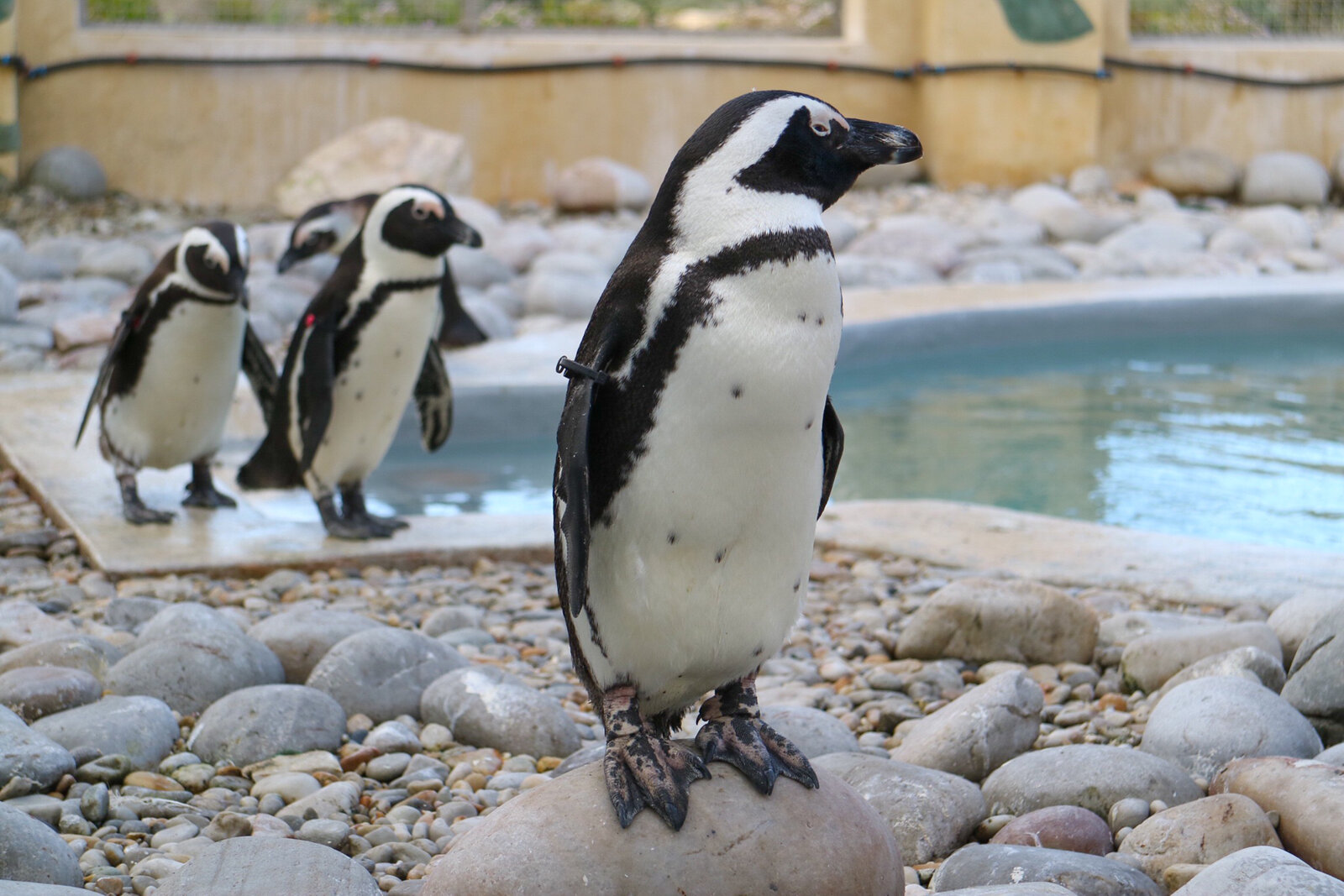 African penguins at the African Penguin and Seabird Sanctuary in Gansbaai