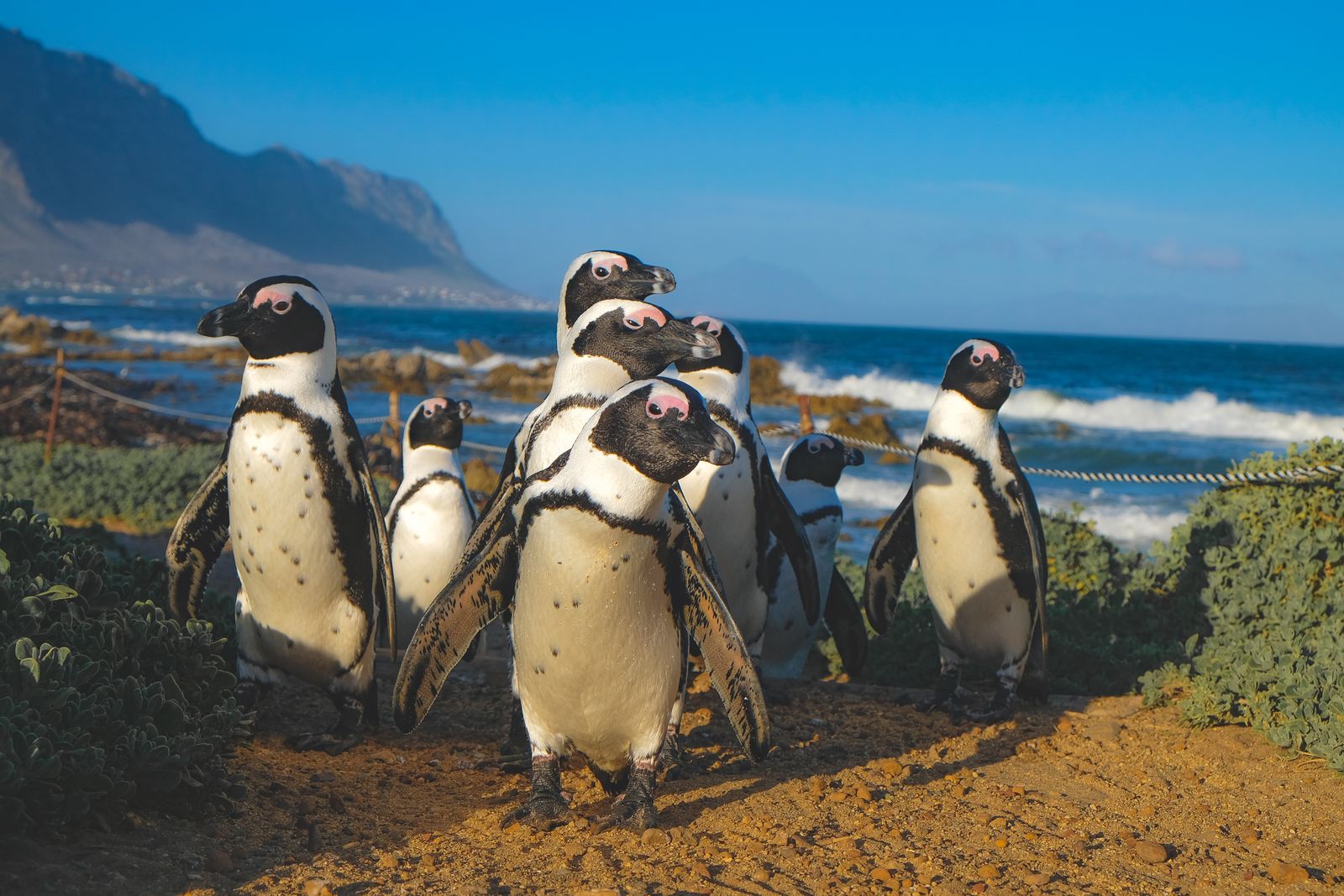 African penguins on the boulders of the Stony Point colony at Betty's Bay