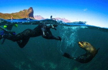 A snorkeller swimming alongside playful Cape fur seals