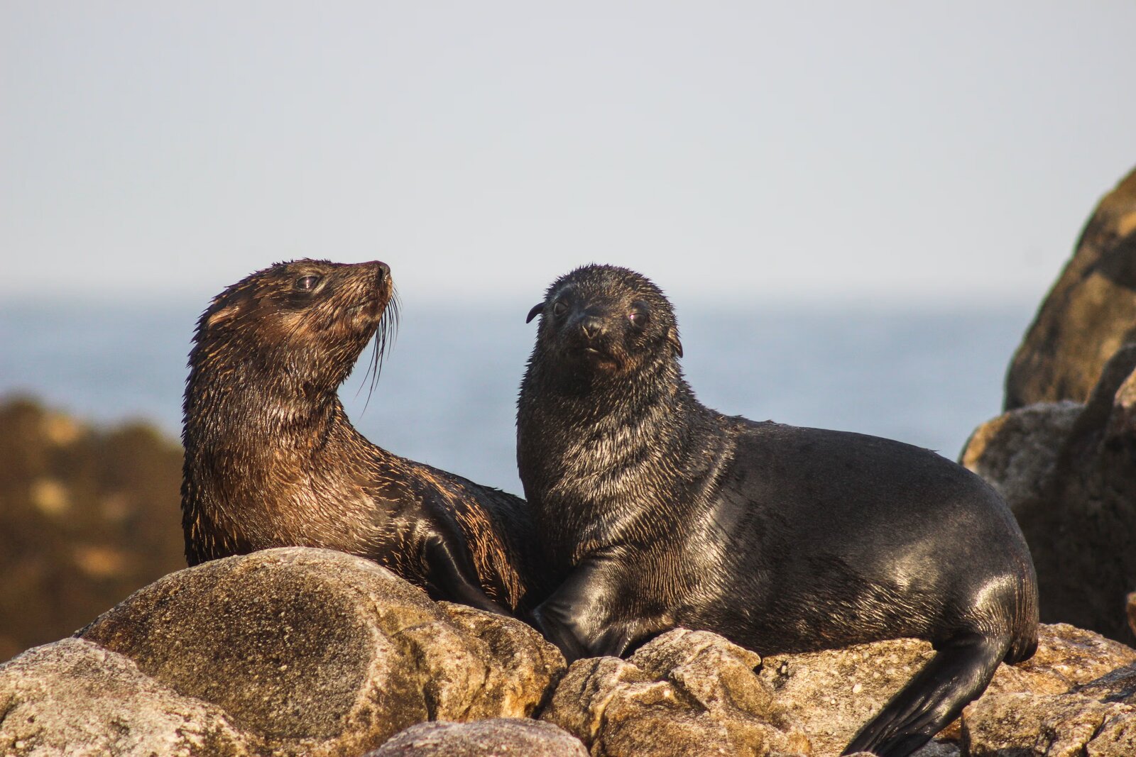 Cape fur seals hauled out on the rocks of Geyser Rock