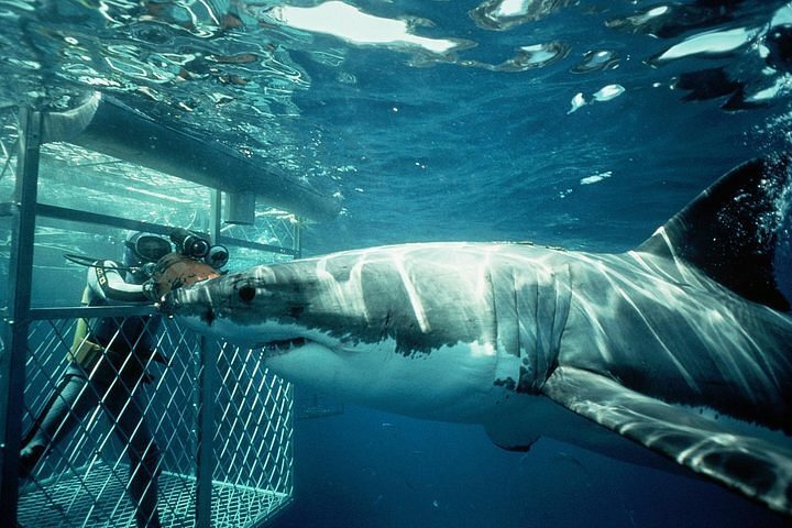 A great white shark passing a surface cage off Gansbaai