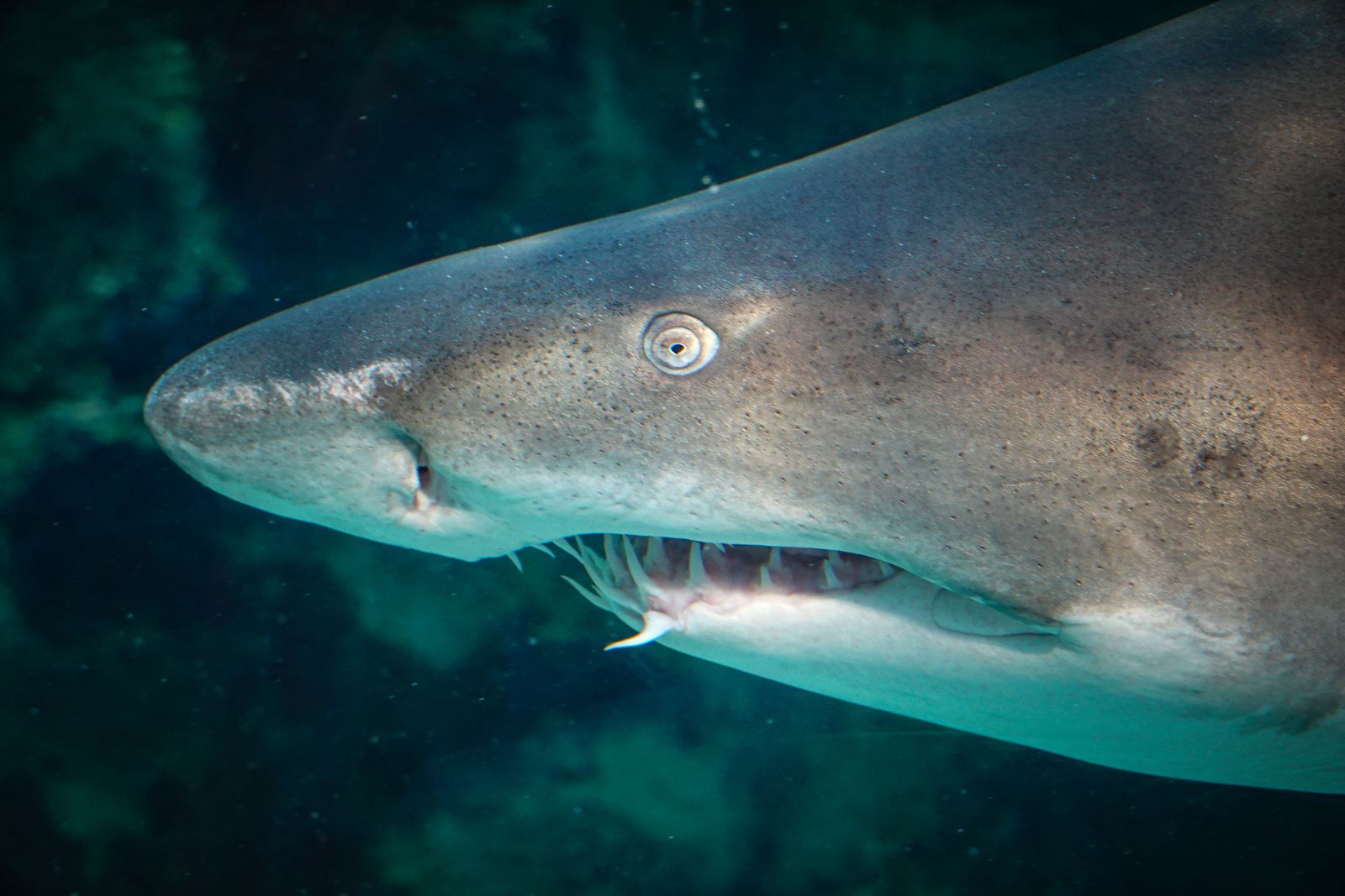 A shark up close underwater in the waters off Gansbaai