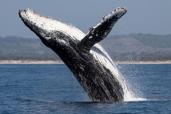 A whale breaching clear of the sea off the Cape Whale Coast
