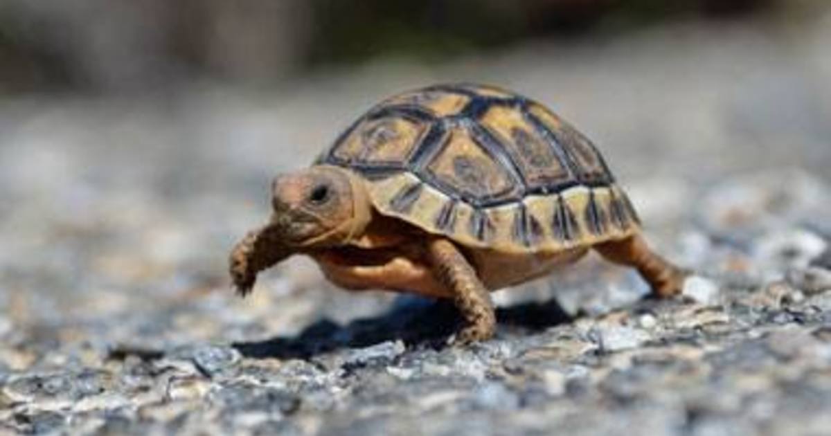 An angulate tortoise walking across a road near Gansbaai