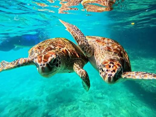 A sea turtle swimming in clear water