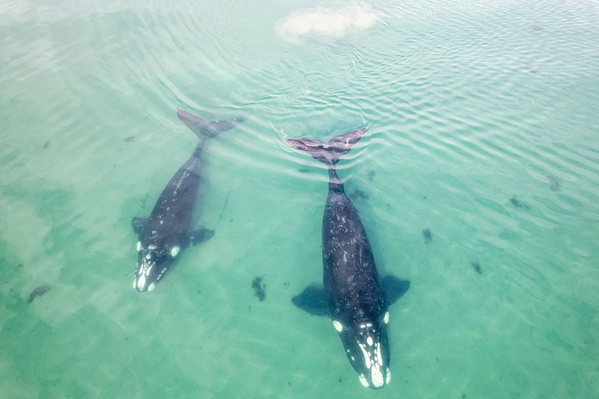 Two southern right whales in turquoise water seen from above